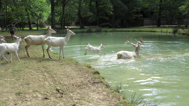 White stags at the Moulin de Poyaller
