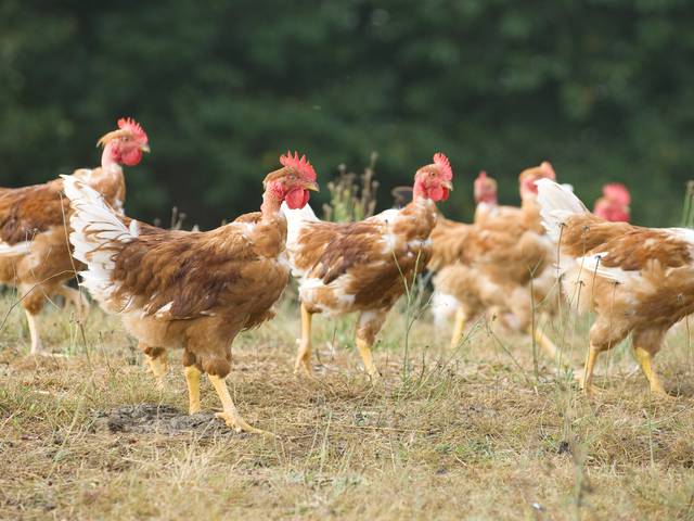 Poulets de St-Sever - volailles