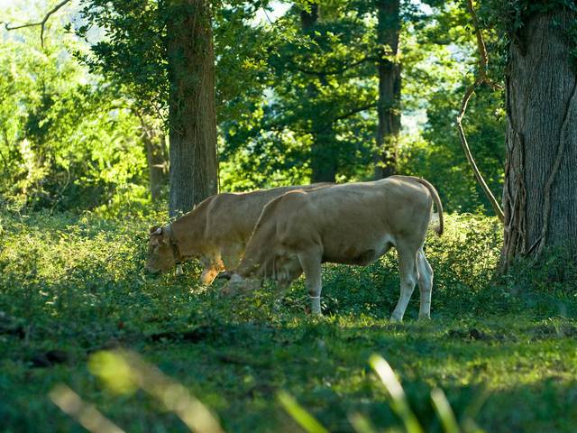 Boeuf de Chalosse, Blonde d'Aquitaine