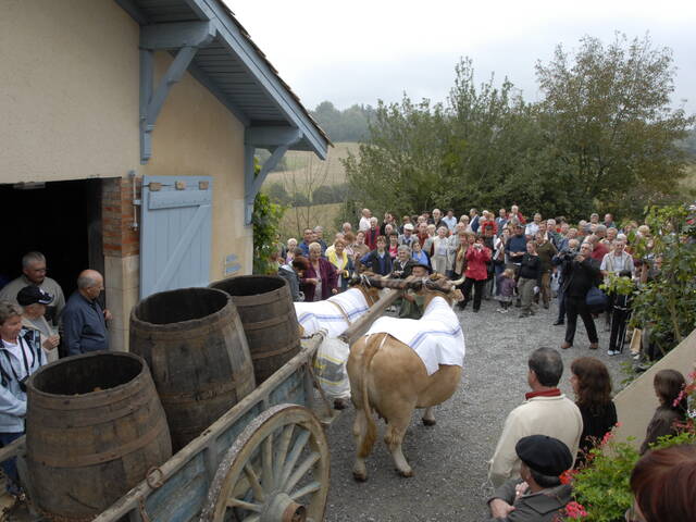 Fiesta de la vendimia