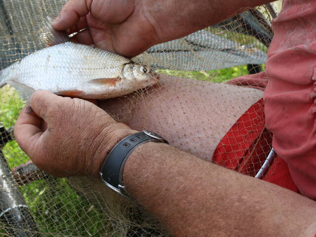 Poisson d’eau douce - © Yannick Grillon