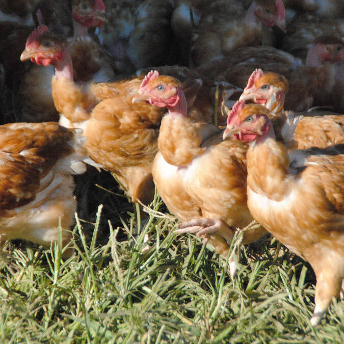 Poulets fermiers Landais