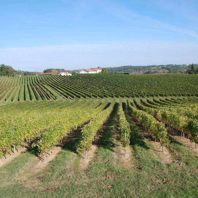 Vignes du Tursan