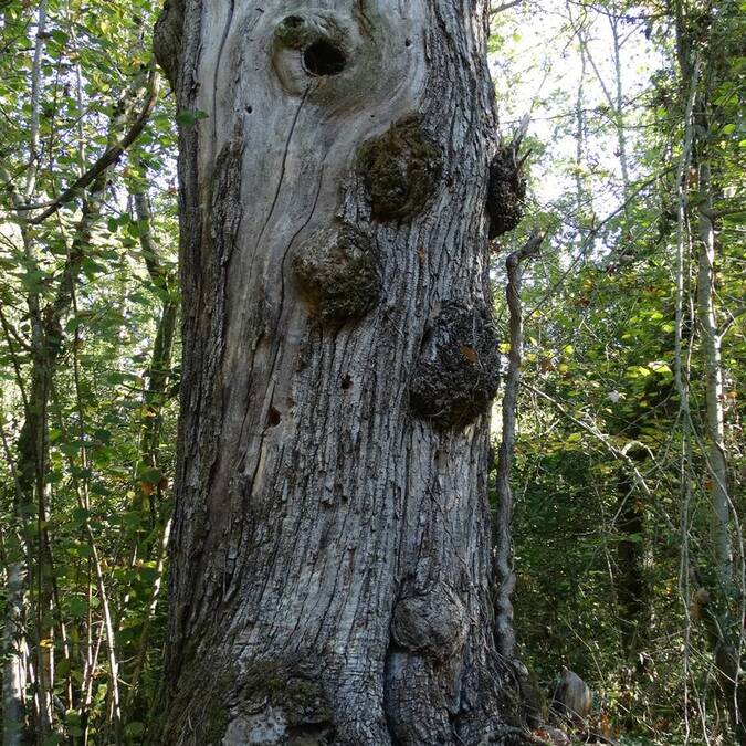 Les arbres remarquables de la forêt Maumesson