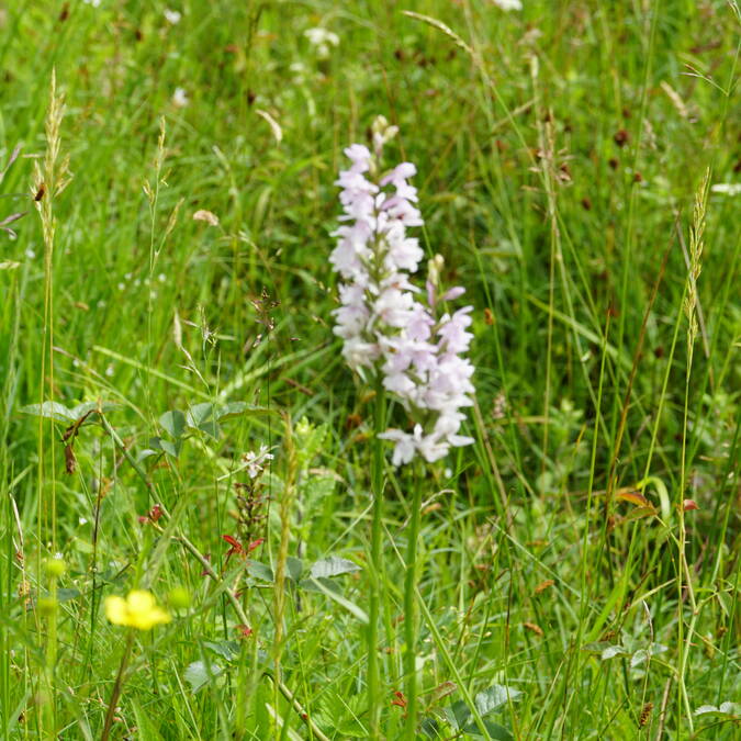 Les orchidées sauvages