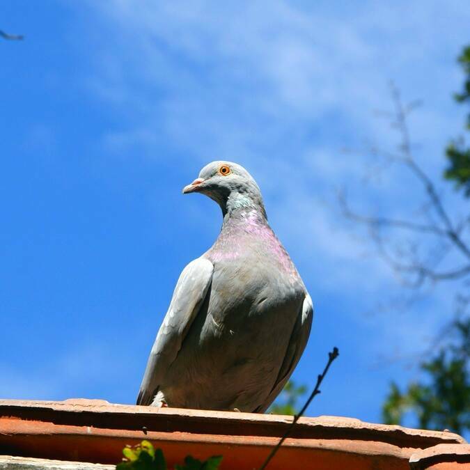 La Palombe